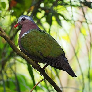Emerald Dove