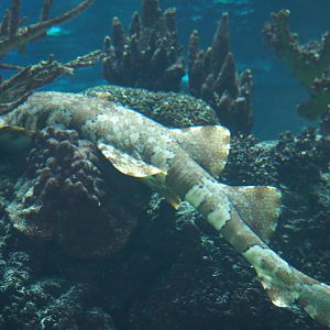 Japanese Wobbegong