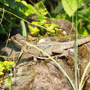 Female Striped Basilisk with an eggshaped item near her on a rock