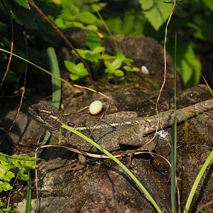 Basilisk with possible egg?