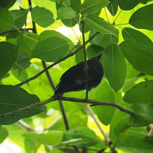 Unknown Bird Juvenile