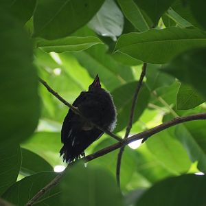 Unknown Bird Juvenile