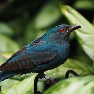 Fairy bluebird