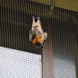 Rodrigez Flying Fox