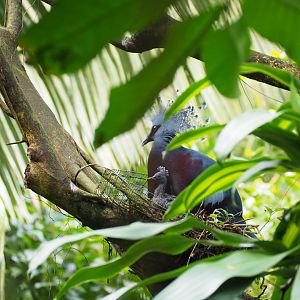Victoria Crowned Pigeon on the nest with chick
