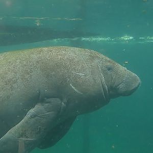 Paul & Lynsey's Zoo Tour #88 Burgers' Zoo - YouTube