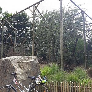 Construction of Crowned hawk-eagle's aviary