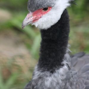 Northern screamer (Chauna chavaria)
