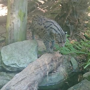 Fishing Cat 9/7/19
