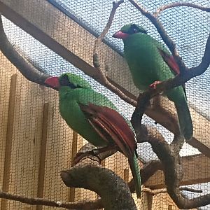 Javan Green Magpie 9/7/19