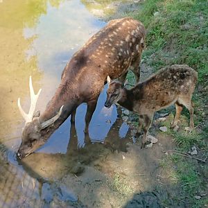 Prince Alfred's Deer Father & child 9/7/19