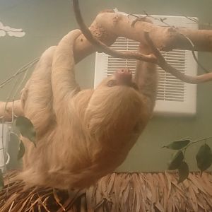 Hoffman's Sloth 9/7/19