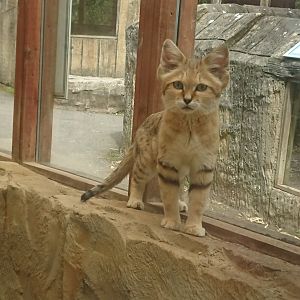 Sand Cat 8/7/19