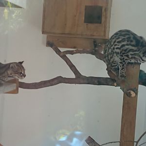 Margay 8/7/19