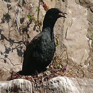 Bank Cormorant 9/7/19