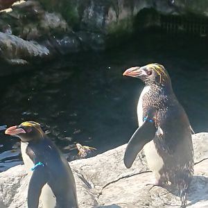 Macaroni Penguin 9/7/19
