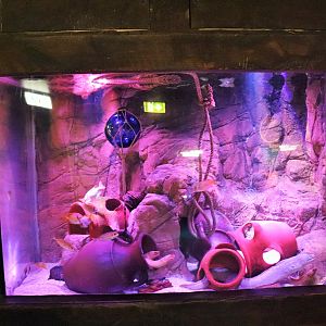 Moray Eel/ Rabbitfish Tank