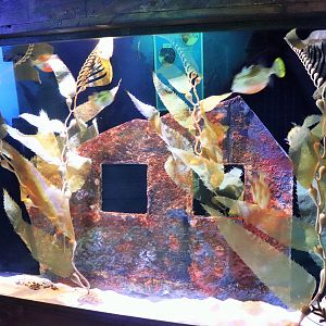 Cowfish Tank