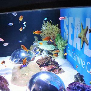 Sea Life Tank