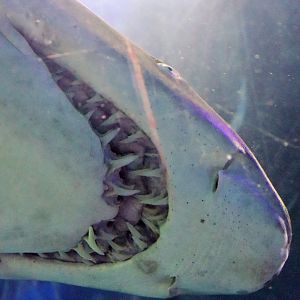 Teeth of Grey Nurse Shark (Carcharias taurus)