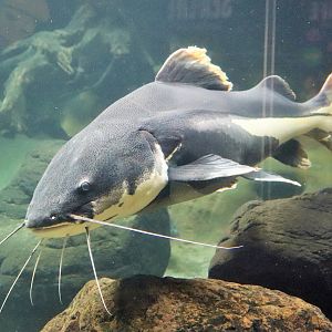 Red-tailed Catfish (Phractocephalus hemioliopterus)
