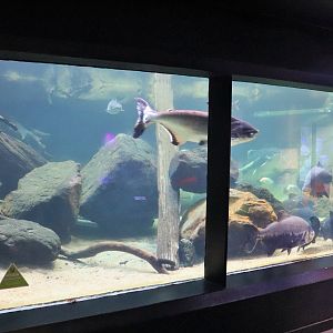 Freshwater Tank Viewing Area