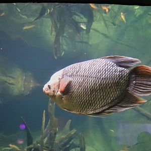 Giant Gourami (Osphronemus goramy)