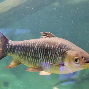 Cigar Shark (Leptobarbus rubripinna)