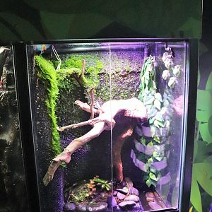 Frog Tank