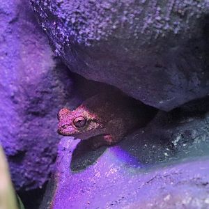 Peron's Tree Frog (Litoria peronii)