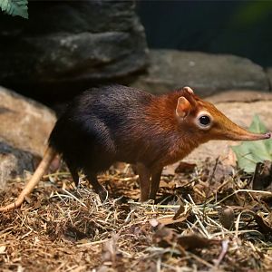 Black-and-rufous elephant shrew (Rhynchocyon petersi)