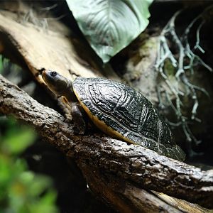 Red-headed Amazon River turtle (Podocnemis erythrocephala)
