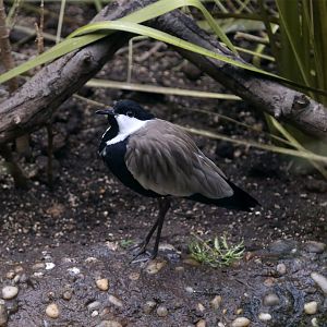 Spur-winged lapwing (Vanellus spinosus)