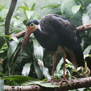 Storm's stork (Ciconia stormi)