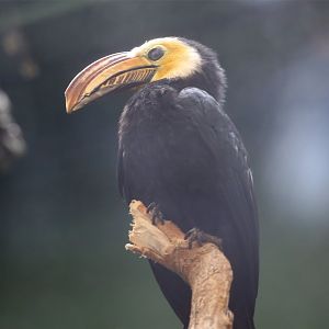 Sulawesi hornbill (Rhabdotorrhinus exarhatus)