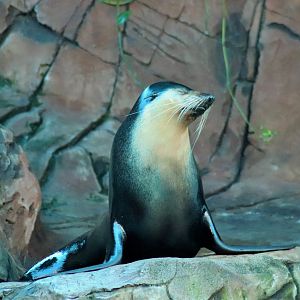Subantarctic Fur Seal (Arctocephalus tropicalis)