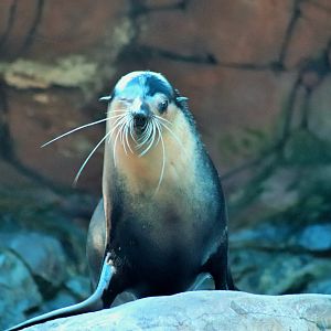 Subantarctic Fur Seal (Arctocephalus tropicalis)