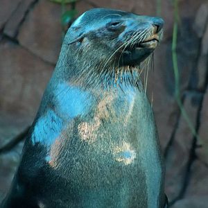 Australian Fur Seal (Arctocephalus pusillus doriferus)