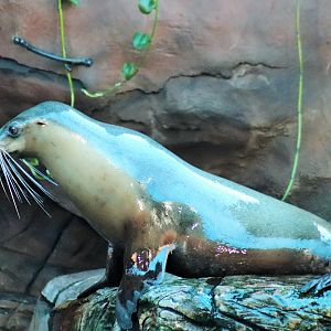 Australian Sea Lion (Neophoca cinerea)