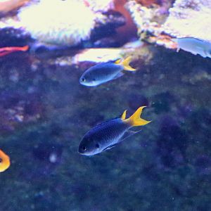 Yellow-tailed Fish ID?