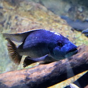 Cichlid ID?
