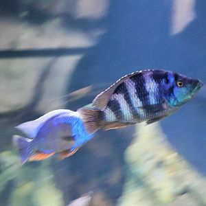 Cichlid ID?