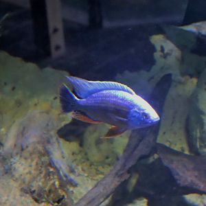 Cichlid ID?