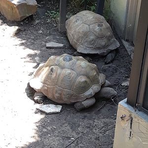 Aldabra giant tortoises