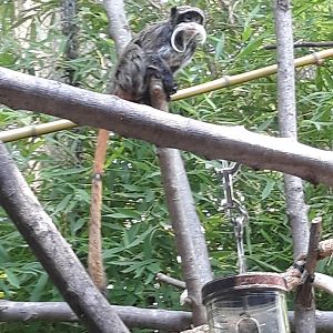Emperor tamarin
