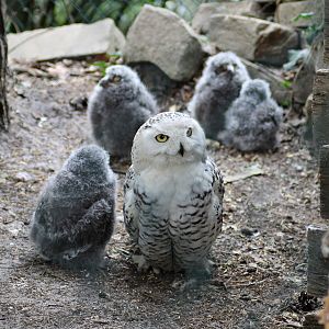Snowy owls