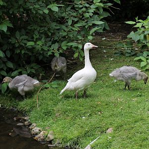Snow geese