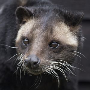 Sumatran white-bearded palm civet