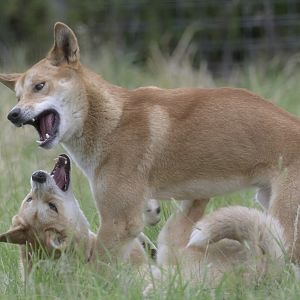 Dingos playing
