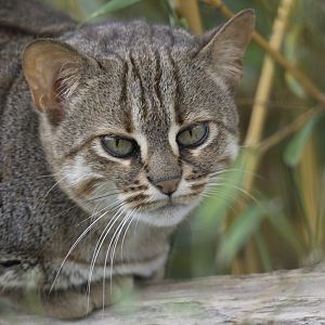 Sri Lankan rusty-spotted cat